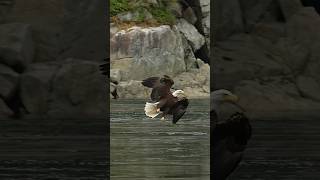 Eagle makes amazing mid air turn and glides in to grab a fish right from the surface of the water.
