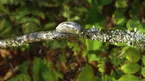 Unreal Engine 4 Forest realistic Graphics