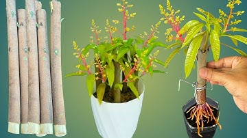 Propagation Mango Tree From Cuttings Full Information 100%
