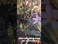 Plumeria Alba