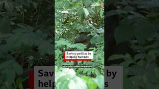 🦍 Saving Ugandas gorillas by helping humans - BBC World Service #shorts