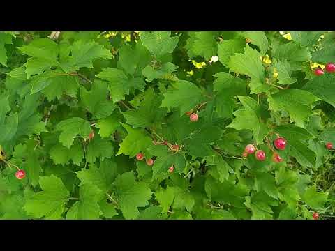 Очень красивая природа, музыка для отдыха/very beautiful nature, music for relax