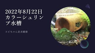 2022年8月22日　カラーシュリンプ水槽