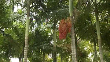 Onde fica o palmito da palmeira?