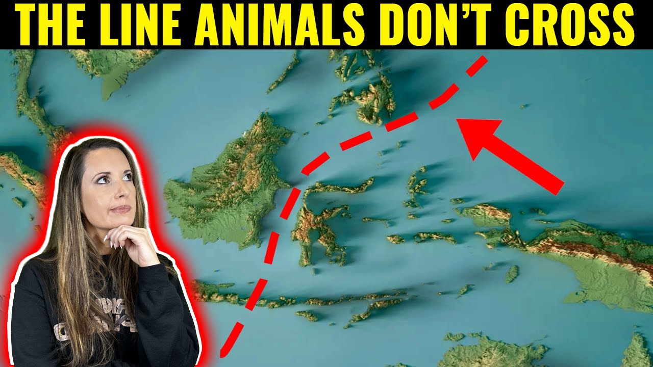 Nature Refusing The Line The Mysterious Line Animals REFUSE To Cross! - YouTube