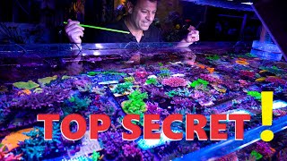 Acropora Master Reveals his SECRET RECIPE for CRAZY Growth & Coloration!!! 🤫