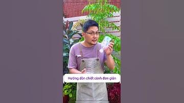 Hướng dẫn chiết cành cực kỳ đơn giản – Cách giúp cây ra rễ nhanh | Mẹo trồng cây