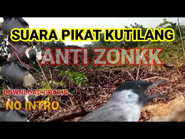 SUARA BURUNG PIKAT KUTILANG TERBARU||PIKAT SEMUA BURUNG KUTILANG class=