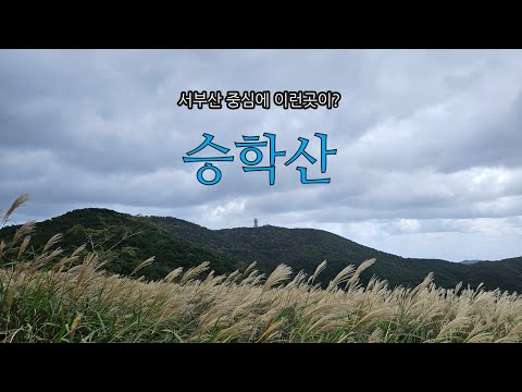 은빛물결 억새의 계절엔, 부산 승학산