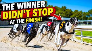 Greyhound Racing – The Winner Didn't Stop at the Finish! 😲
