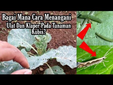 Video: Kubis Lalat: Metode Pengendalian Larva. Bagaimana Cara Menghilangkan Obat Tradisional Dan Obat Apa Untuk Mengolah Kubis? Seperti Apa Lalat Musim Semi Dan Musim Panas?