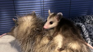 Orphaned Opossum adopted by new mother. #orphan #newmom #animal #cute #follow #baby #possum #update