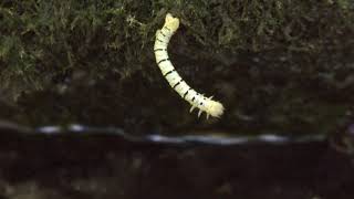 Гусеница И Ручей.  The Caterpillar And The Brook