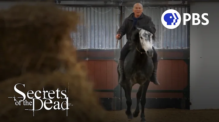 How to train a Numidian Horse like Hannibal's Calv...