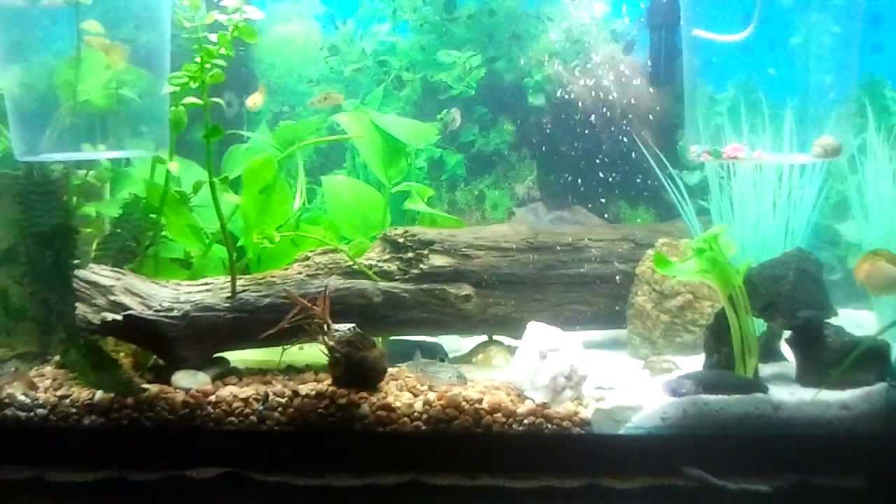 My guppy tank setup YouTube