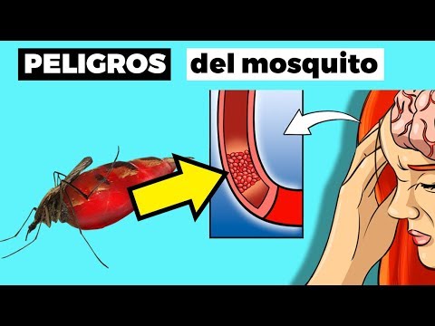 esto-le-puede-pasar-a-tu-cuerpo-si-te-pica-este-mosquito