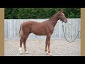 A-List Auction 2022 - Yearlings | Lot 15 | Viper V'ant Ruytershof