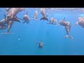 Mnemba Island Adventure Swim With Dolphins Snorkel Zanzibar Zanzibar