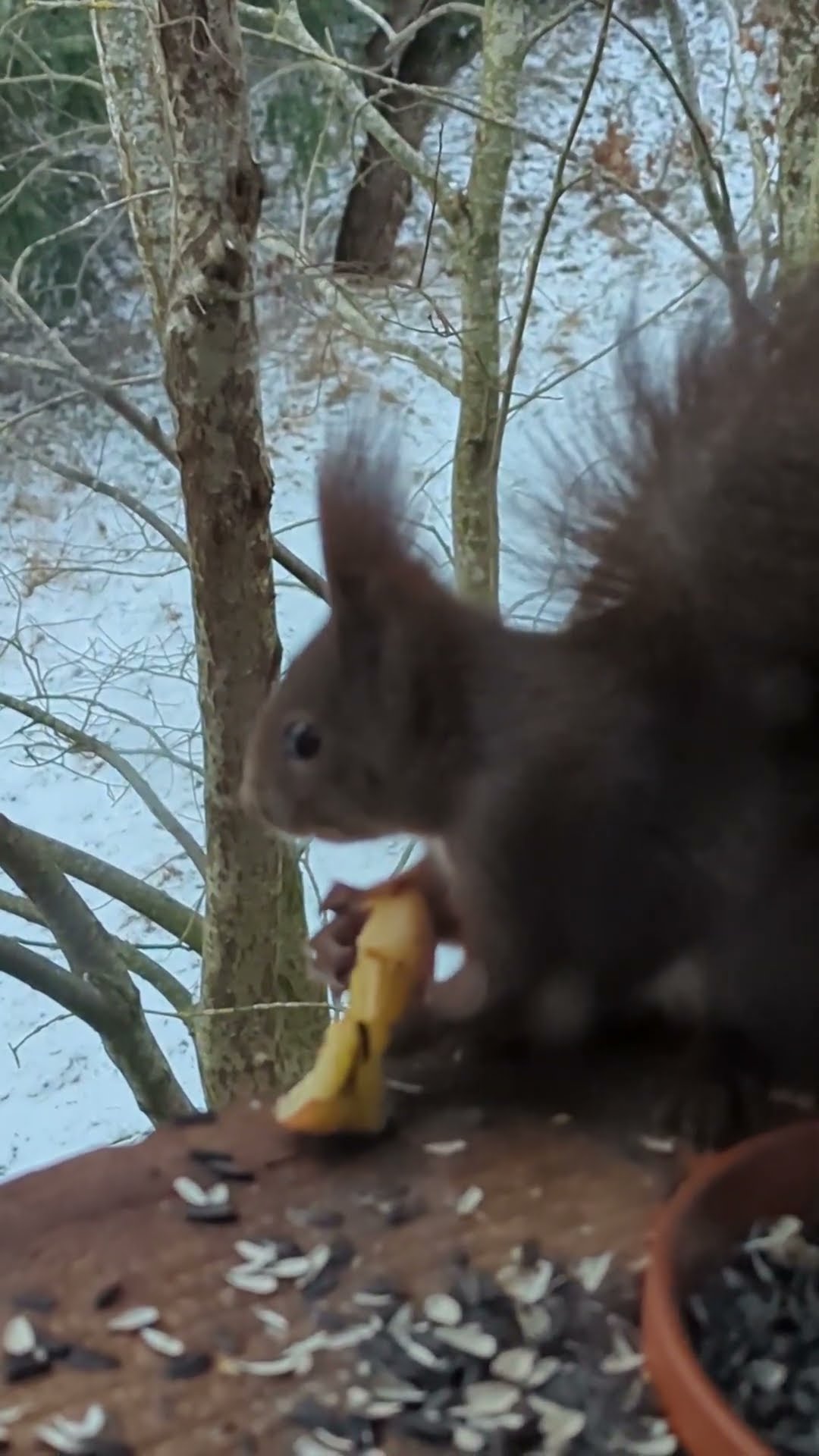 Apfelhörnchen #shorts - YouTube
