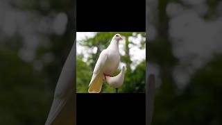 Burung merpati putih menandakan apa?