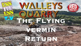 Walleys Quarry/Red Industries - May 2024 - Return of the flying vermin! 😤