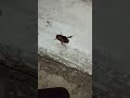 Шустрый египетский таракан