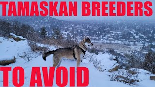 Tamaskan Breeders to Avoid