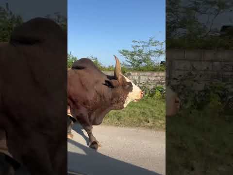 گاو نر جنگی ورزا 