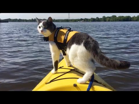 Adventure Cat Loves Hiking And Kayaking With His Owner