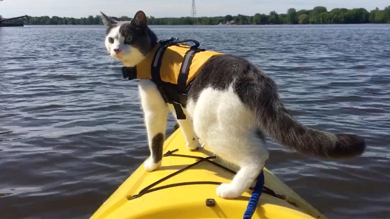 Adventure Cat Loves Hiking And Kayaking With His Owner YouTube