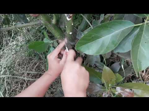 Video: Tiada Buah Pada Pokok Avocado: Apa Yang Perlu Dilakukan Apabila Avokado Tidak Akan Menghasilkan Buah