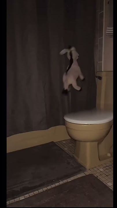 Donkey on toilet