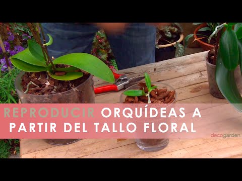 Vídeo: Reproducción De Orquídeas