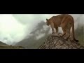 الدب الشجاع- YouTube.FLV