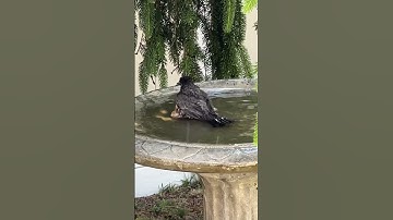 Best Birdbath at Lowe’s #birdbaths #lowesbirdbath #bestbirdbath #birdlovers #robinbird #lowes