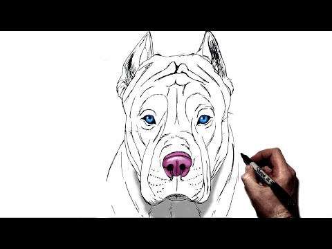 How To Draw A Pitbull | Step By Step