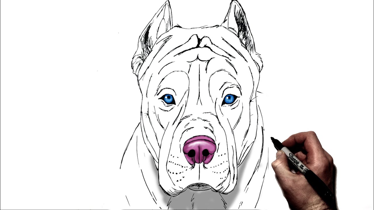 How To Draw A Pitbull | Step By Step - YouTube