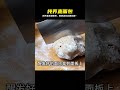 純蕎麥無糖面包，外皮酥脆里面柔軟，越嚼越香#低脂低卡 #美食 #做飯 #中餐 #家常菜 #菜譜