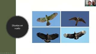 Tema 3 ( Herramientas para la identificación de aves rapaces) Tema 3 ( Herramientas para la identificación de aves rapaces)
