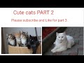 Funny Cats Part 2- By Cool hacks & Cute Cats #cutecatsvideos#Shorts