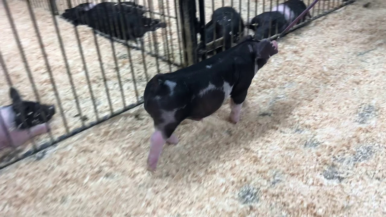 753 spot boar YouTube