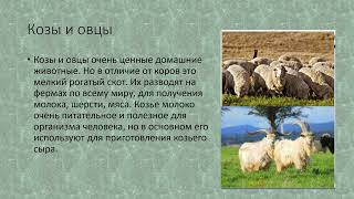 Сельскохозяйственные Животные: Свиньи, Козы, Овцы. Природоведение 6 Кл