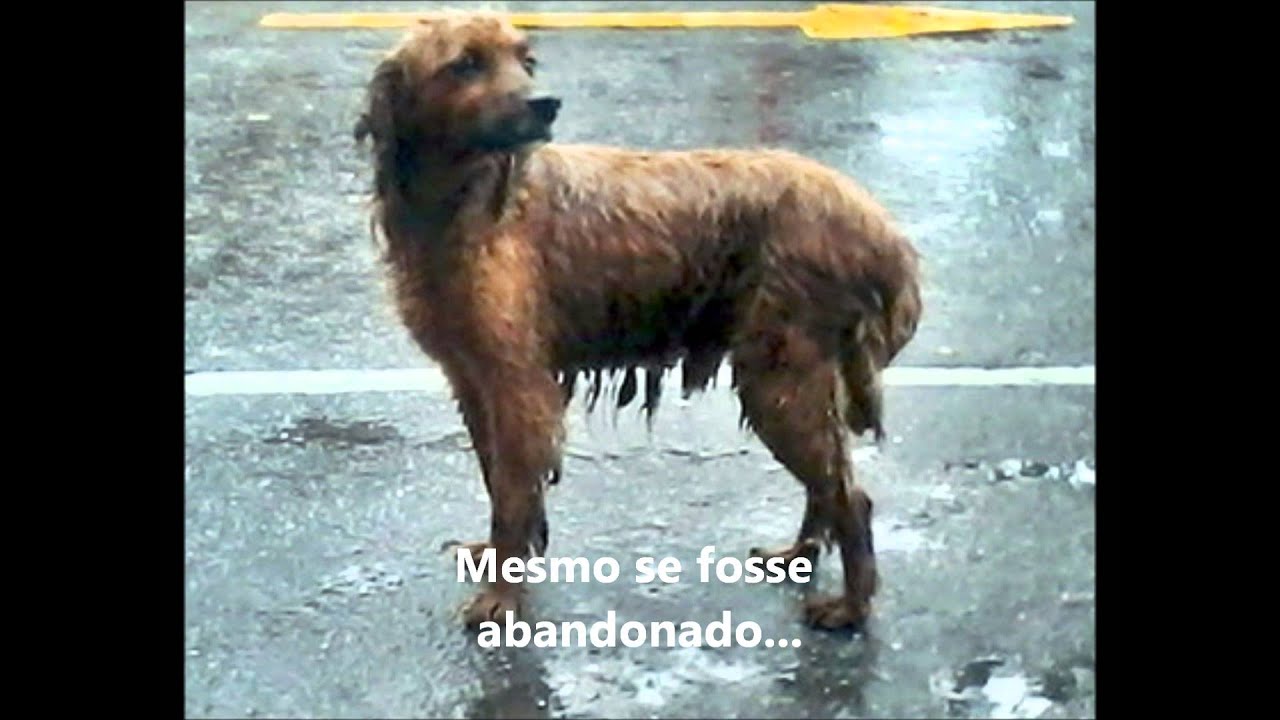 Tenha um animal YouTube