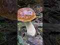 Funghi porcini boletus edulis mushroom 2023 carpathian mountains  romnia