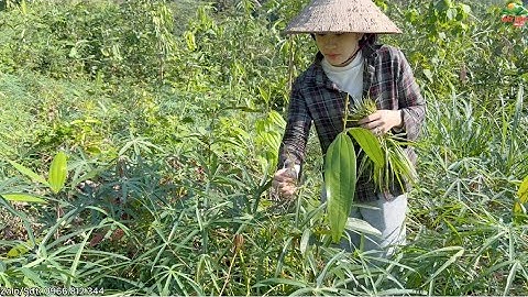 Đi Rừng Chỉ Cần Mang Theo Cơm Trắng Thôi Rau Rừng Không Thiếu. Bữa Cơm Trên Nương Của Người Vùng Cao