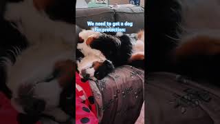 Bernese Mountain Dog | Guard Dog | Funny Dog Videos