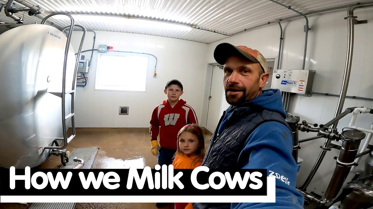 How We Milk Cows