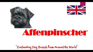 #Affenpinscher 'Enchanting Dog Breeds from Around the World'