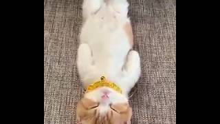 This Kitty Sleeps Like Hooman