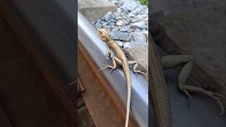 How did he manage to escape when the train arrived? #train #short video #challenge